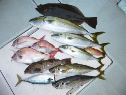 ふじしめ丸 釣果