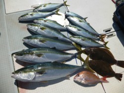 ふじしめ丸 釣果