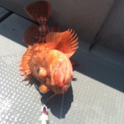 Blue.win 海人丸 釣果