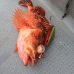 Blue.win 海人丸 釣果