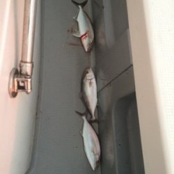 Blue.win 海人丸 釣果