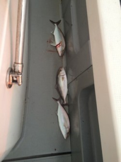 Blue.win 海人丸 釣果