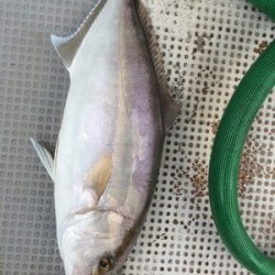 Blue.win 海人丸 釣果