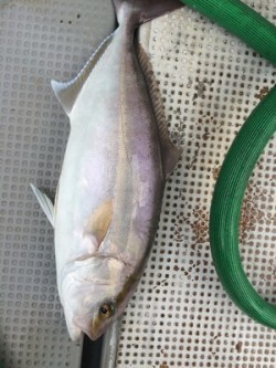 Blue.win 海人丸 釣果