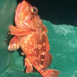 Blue.win 海人丸 釣果