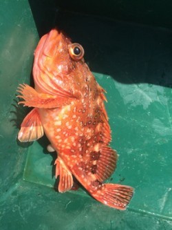 Blue.win 海人丸 釣果