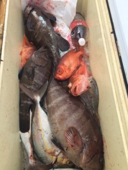 Blue.win 海人丸 釣果