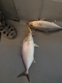 Blue.win 海人丸 釣果