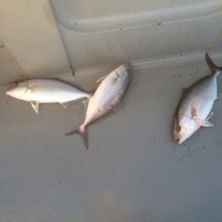 Blue.win 海人丸 釣果