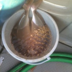 Blue.win 海人丸 釣果