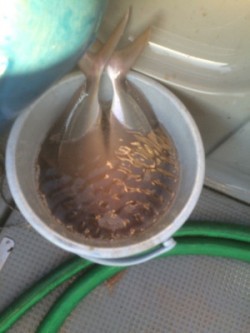 Blue.win 海人丸 釣果