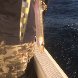 Blue.win 海人丸 釣果