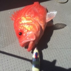 Blue.win 海人丸 釣果