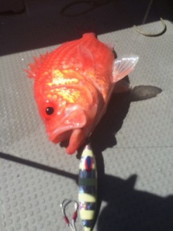 Blue.win 海人丸 釣果