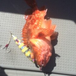 Blue.win 海人丸 釣果