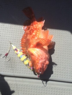 Blue.win 海人丸 釣果