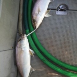 Blue.win 海人丸 釣果