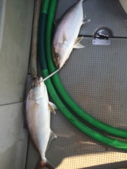 Blue.win 海人丸 釣果