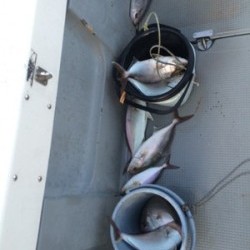 Blue.win 海人丸 釣果