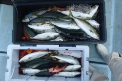 清和丸 釣果