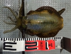 エヌスタイル 釣果