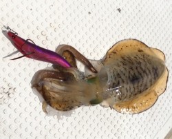 エヌスタイル 釣果