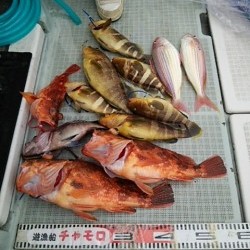 チャモロ 釣果