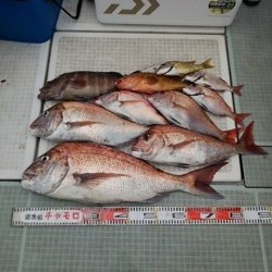 チャモロ 釣果