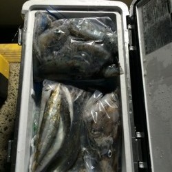 エヌスタイル 釣果