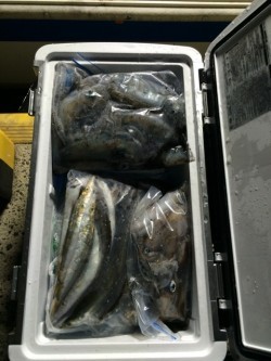 エヌスタイル 釣果