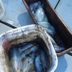 エヌスタイル 釣果