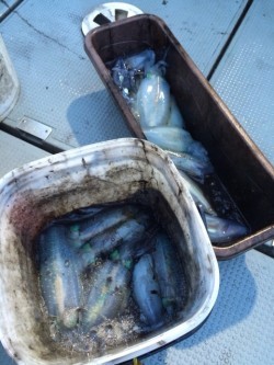 エヌスタイル 釣果