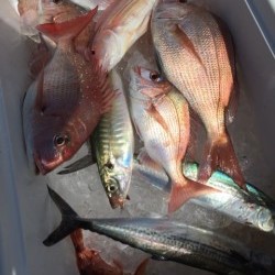 「LaGooN」蒼陽丸 日和号　 釣果