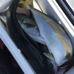 「LaGooN」蒼陽丸 日和号　 釣果