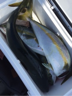 「LaGooN」蒼陽丸 日和号　 釣果