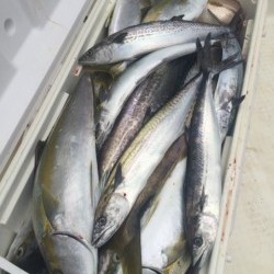 「LaGooN」蒼陽丸 日和号　 釣果