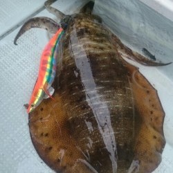 エムズジャーク（M’s JERK） 釣果