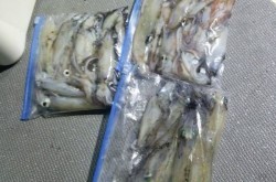 South Current 釣果