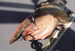 South Current 釣果