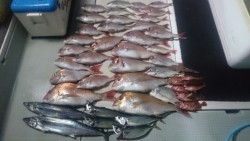 エムズジャーク（M’s JERK） 釣果