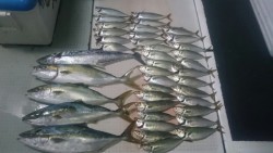 エムズジャーク（M’s JERK） 釣果