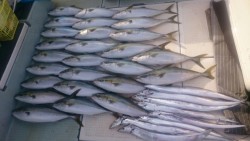 エムズジャーク(M’s JERK) 釣果