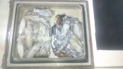 エムズジャーク（M’s JERK） 釣果