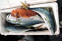 ワープゾーン 釣果