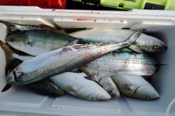 ワープゾーン 釣果