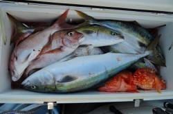 ワープゾーン 釣果