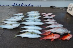 ワープゾーン 釣果