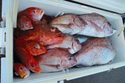 ワープゾーン 釣果