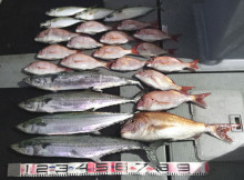 オーシャンスター(Ocean Star) …