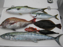 ＪＤＩ　Ｒａｃｉｎｇ　シールズマリンレジャ…